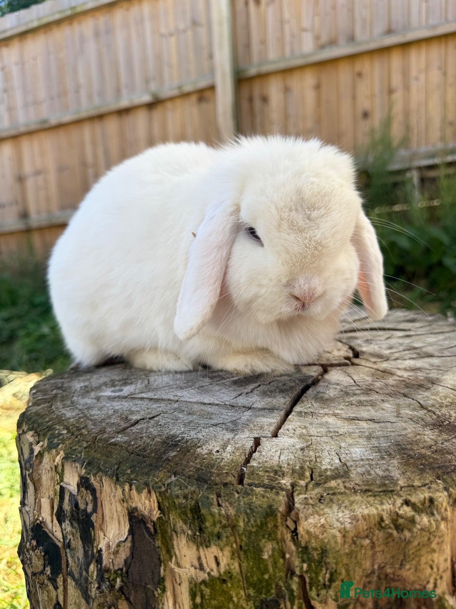 Mini Lop rabbits 2 year old Mini lop doe and kits  - Advert 2