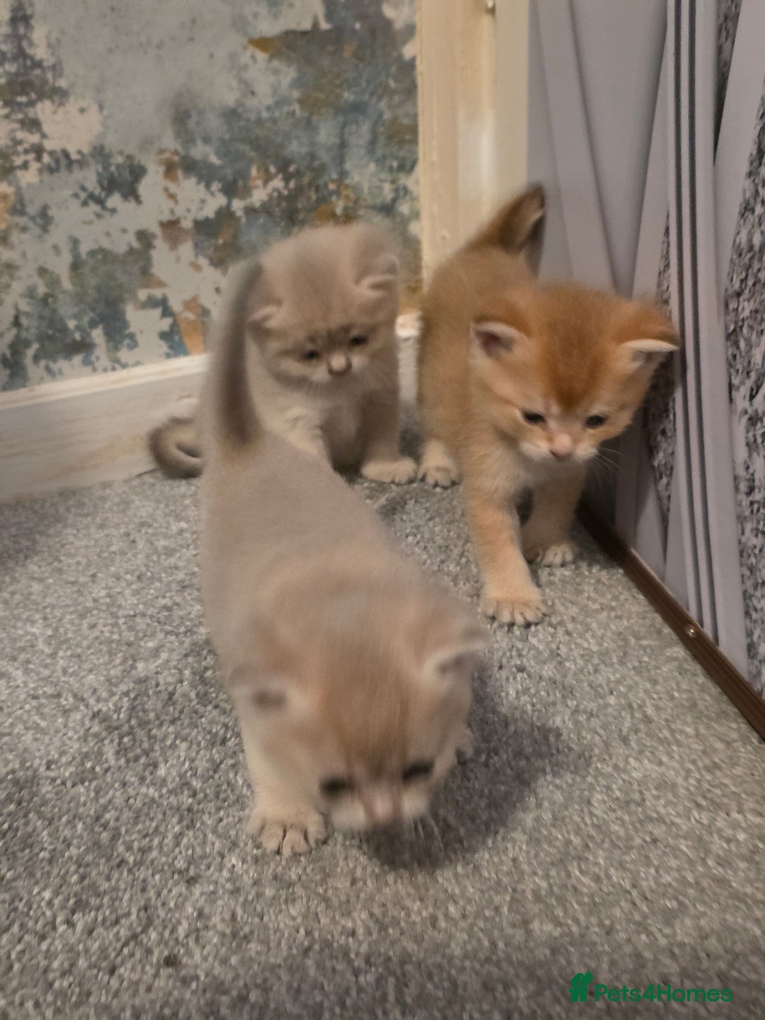 British Shorthair cats for sale: British shorthair Tica😻😽🐈😺😍🌹🌸🌼 - Advert 9