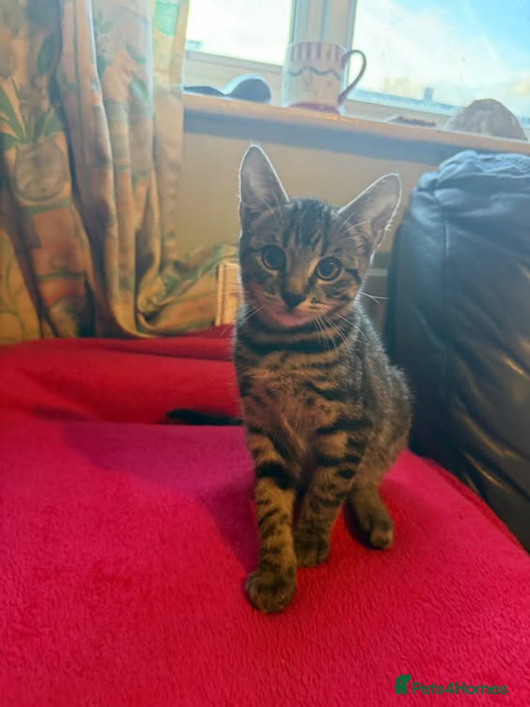 Mixed Breed cats for sale: Kittens for sale - Advert 6
