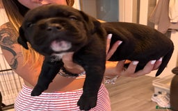Cane Corso dogs for sale: CANE CORSO PUPS - Image 3