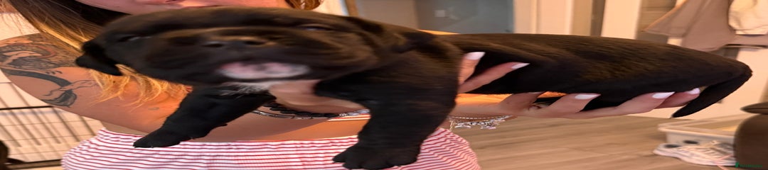 Cane Corso Puppy 2