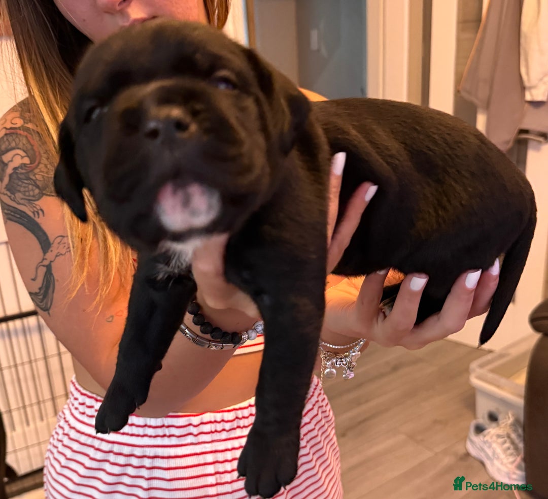 Cane Corso dogs for sale: CANE CORSO PUPS - Image 3