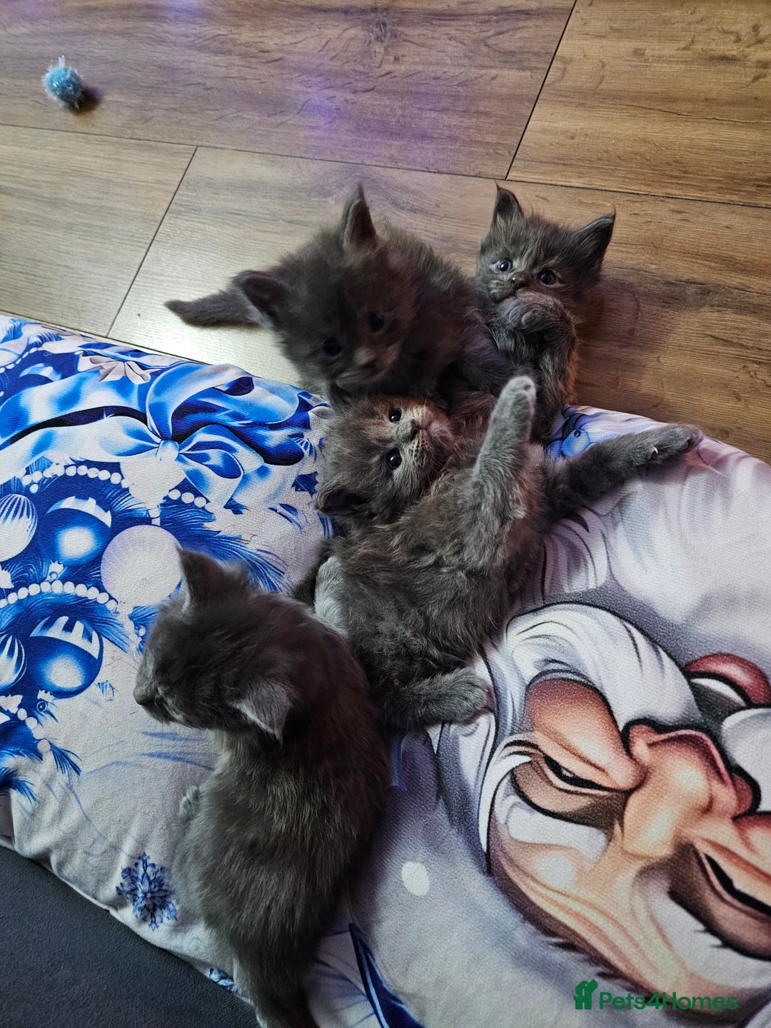Maine Coon cats for sale: Blue Maine Coon kittens  - Advert 13