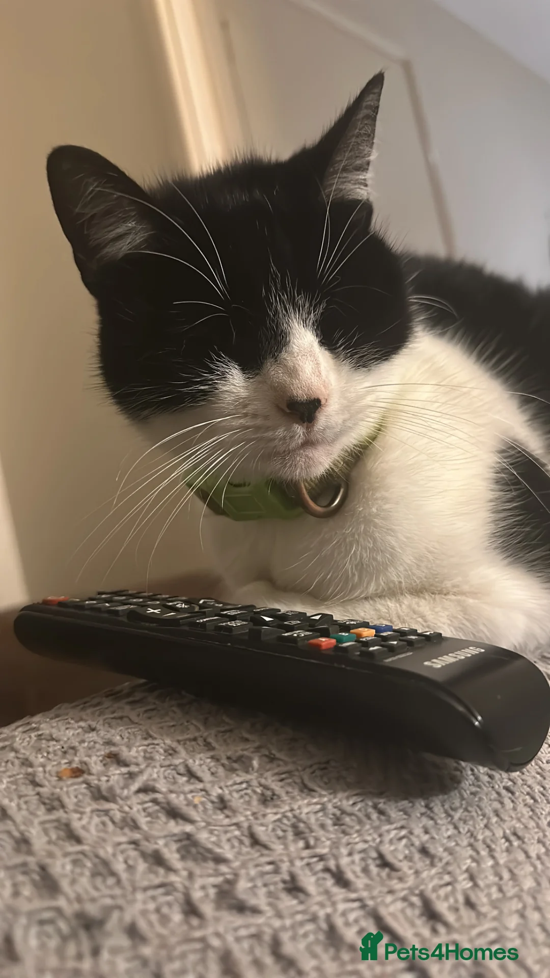 British Longhair cats for sale: Black and white female cat  - Advert 2