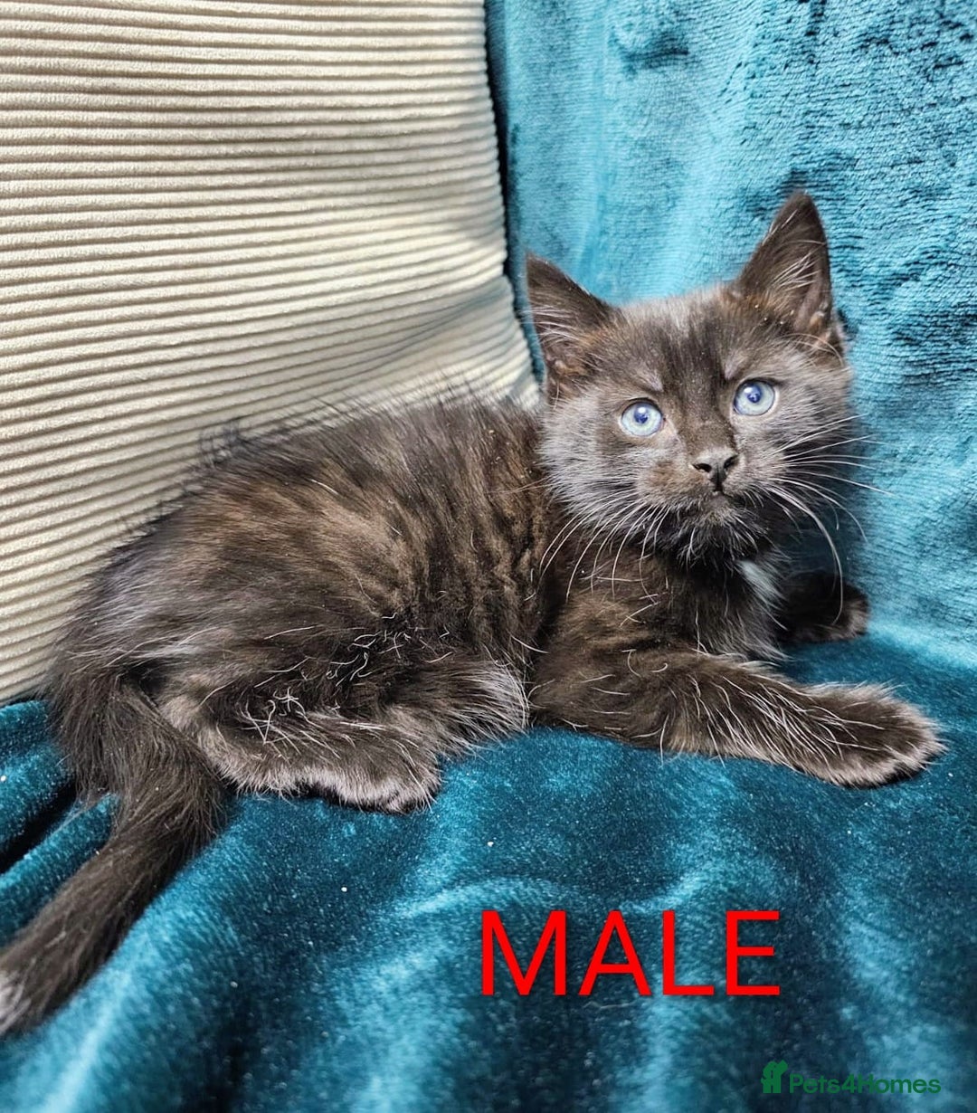 Mixed Breed cats for sale: Adorable Kittens Available – 8 Weeks Old! 🐾 - Advert 7