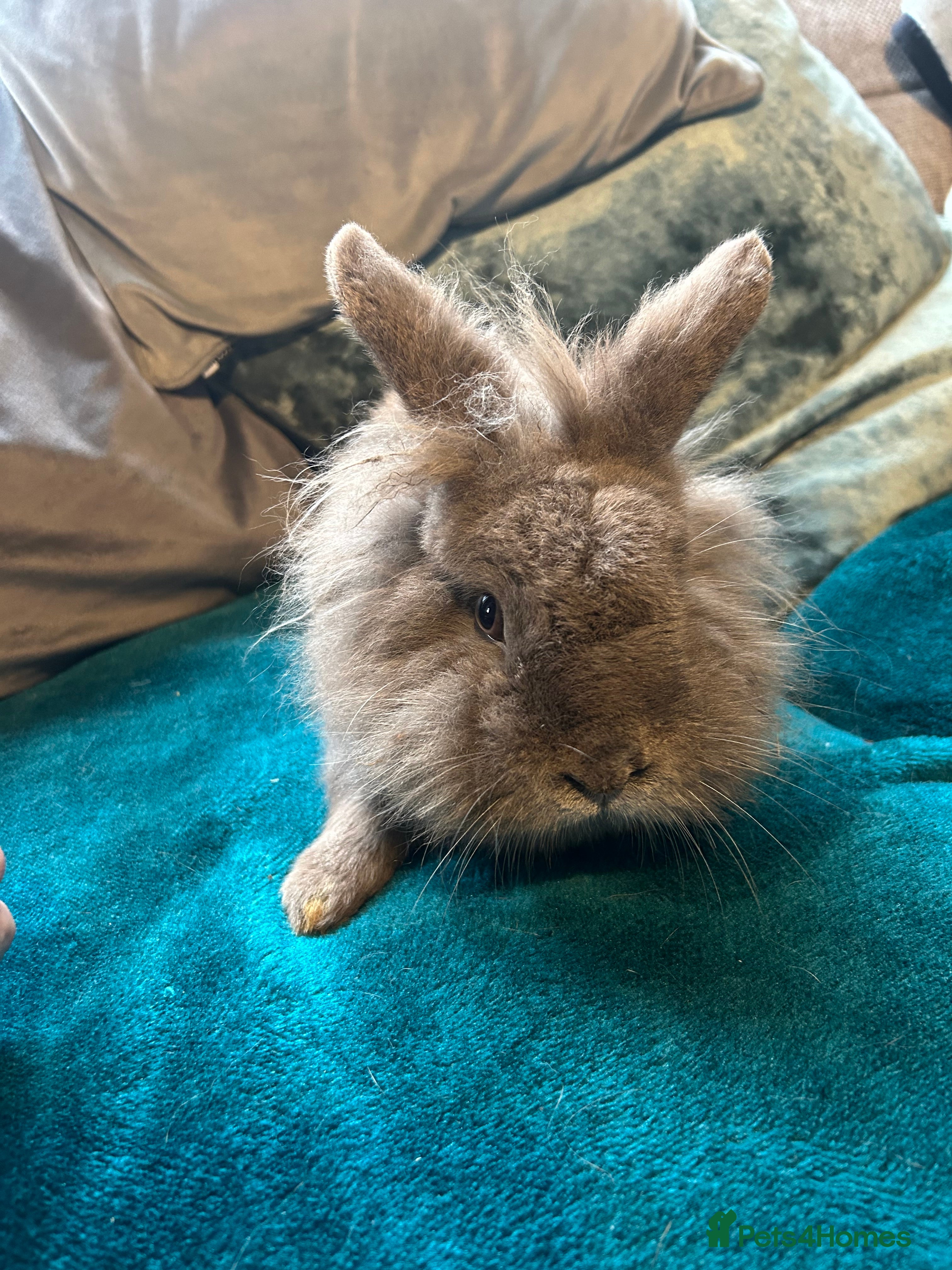 Mini Lop rabbits Beautiful super friendly blue lionhead girl - Advert 3