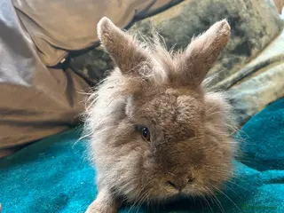 Mini Lop rabbits Beautiful super friendly blue lionhead girl - Advert 3