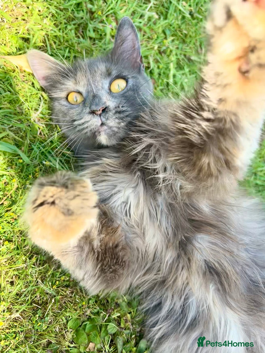 Mixed Breed cats for sale: 1 grey boy left - Advert 1