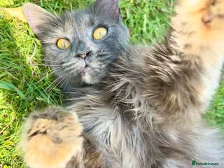 Mixed Breed cats 1 grey boy left - Advert 10