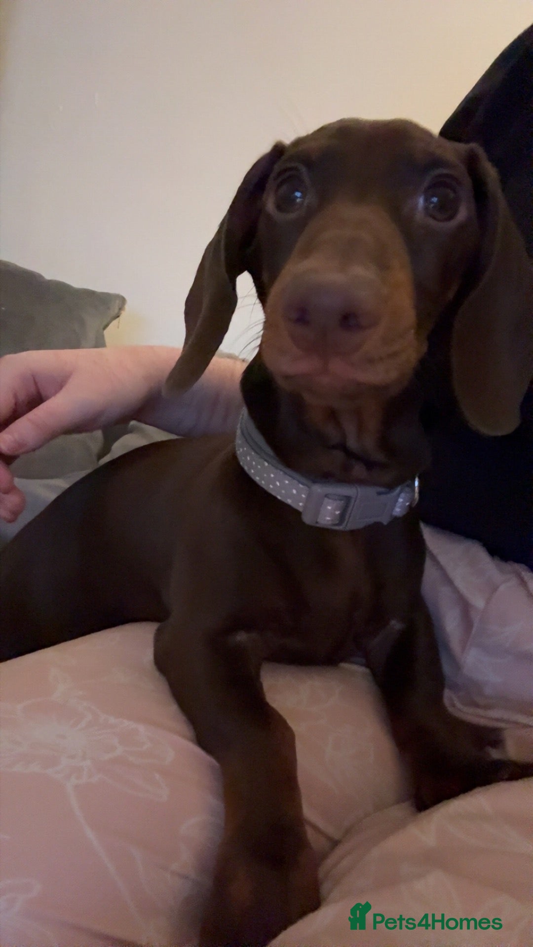 Dachshund dogs for sale: Male Dachshund For Rehoming - Advert 1