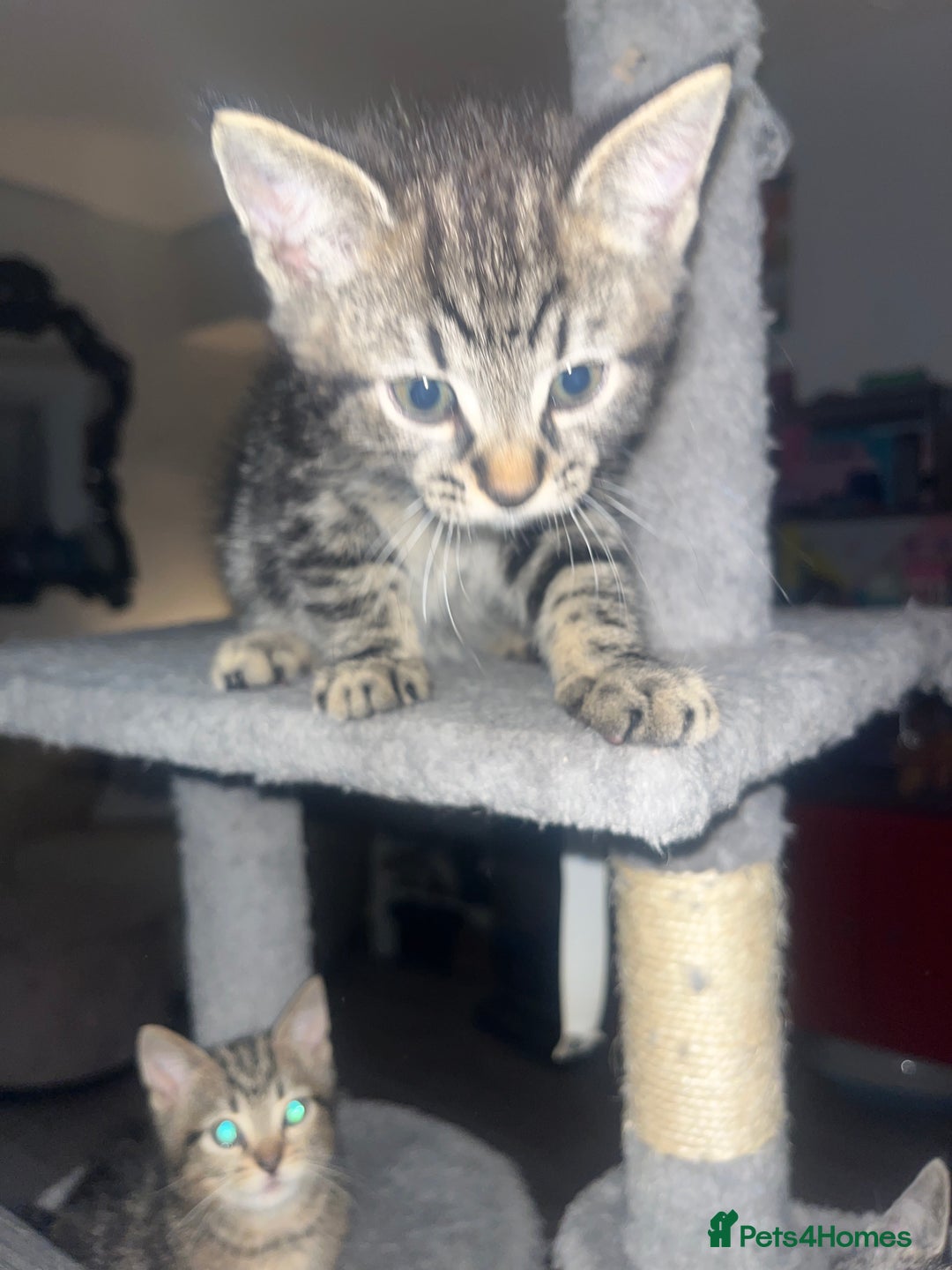 Mixed Breed cats for sale: Beautiful bengal cross kittens  - Image 10