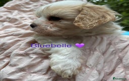 Cavapoochon dogs for sale: ⭐️1 CAVAPOOCHON in Cheshire (KC DAD) ready now✅ - Image 22