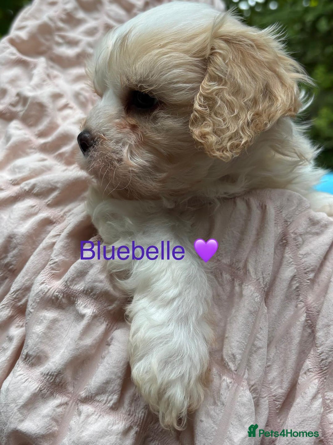 Cavapoochon dogs for sale: ⭐️1 CAVAPOOCHON in Cheshire (KC DAD) ready now✅ - Image 22