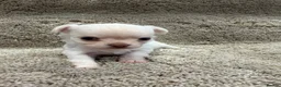 Chihuahua dogs for sale: Ready Now Long Coat Chihuahua  - Advert 4