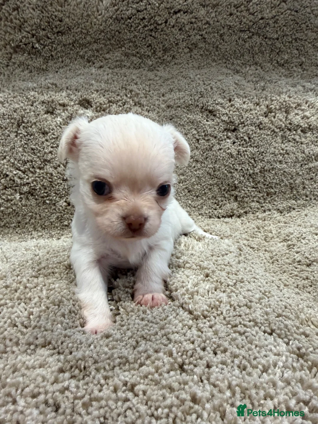 Chihuahua dogs for sale: Ready Now Long Coat Chihuahua  - Advert 4
