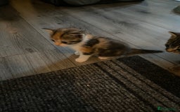 Mixed Breed cats for sale: 3 beautiful kittens looking for their forever home - Image 10
