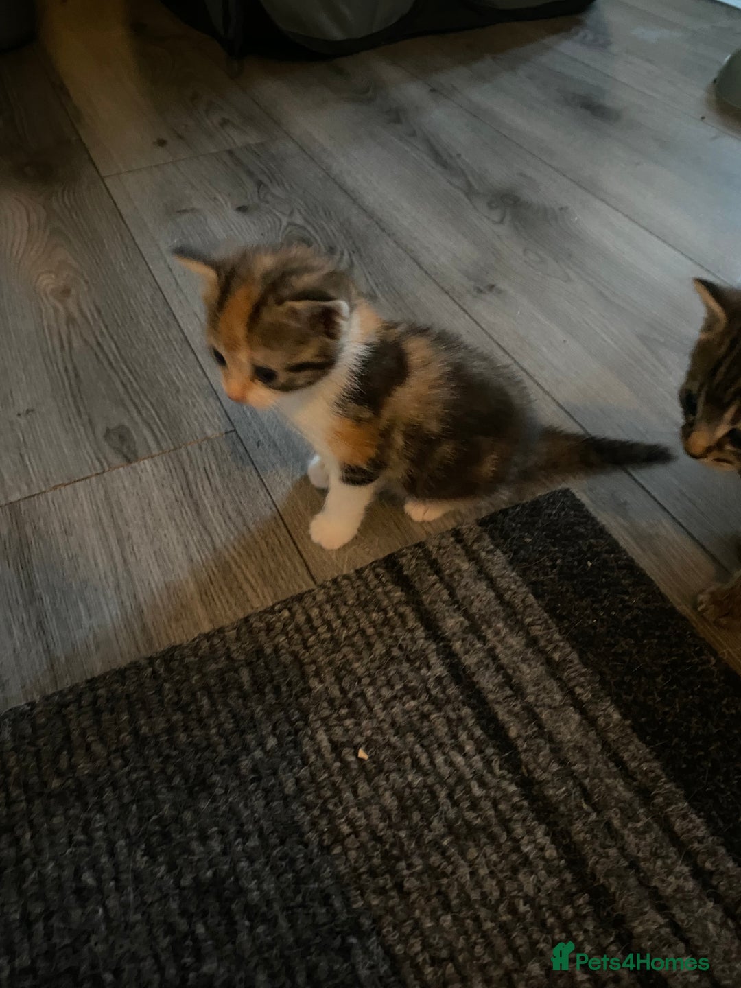Mixed Breed cats for sale: 3 beautiful kittens looking for their forever home - Image 10
