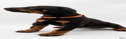 Dobermann dogs for sale: KC reg Dobie Pups | Two girls available - Advert 33