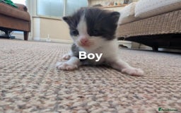 Ragdoll cats for sale: Ragdoll Cross kittens in Ilminster - Image 11