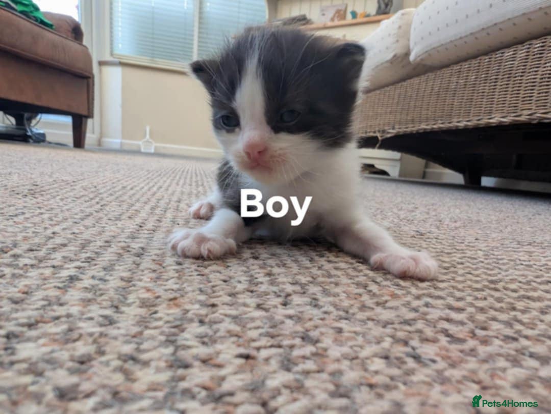 Ragdoll cats for sale: Ragdoll Cross kittens in Ilminster - Image 11