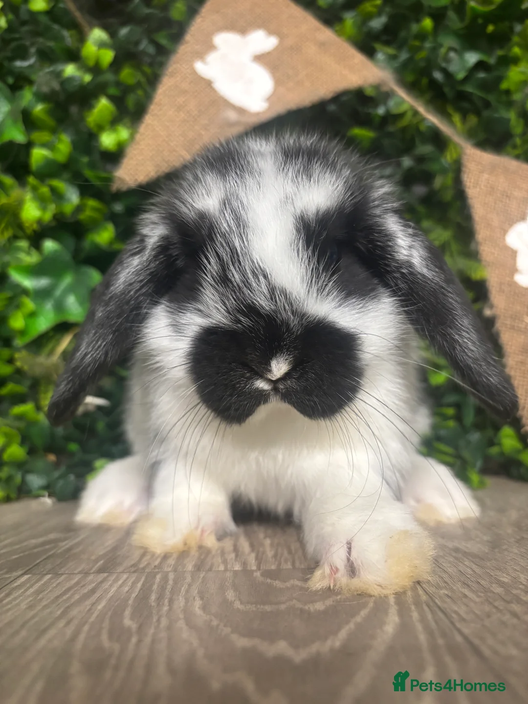 Mini Lop rabbits for sale: BEAUTIFUL BABY MINI LOP BUNNIES  - Advert 2