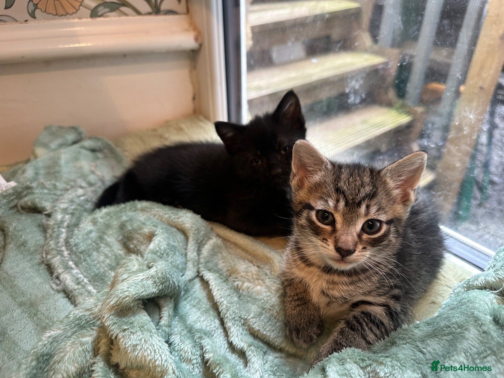 Mixed Breed cats READY FOR OUR NEW FAMILY  - Advert 5