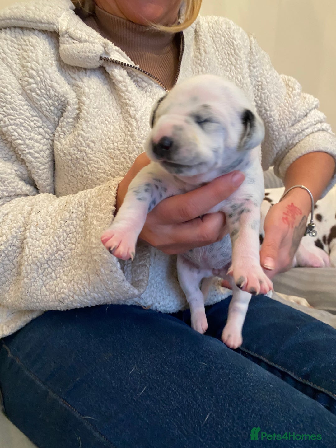 Dalmatian dogs for sale: Top quality show type Dalmatian pups 🐶  - Image 18