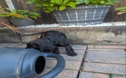 Cocker Spaniel dogs for sale: Black Cocker Spaniel Puppies - Image 3