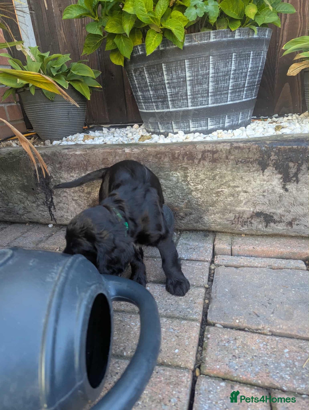 Cocker Spaniel dogs for sale: Black Cocker Spaniel Puppies - Image 3