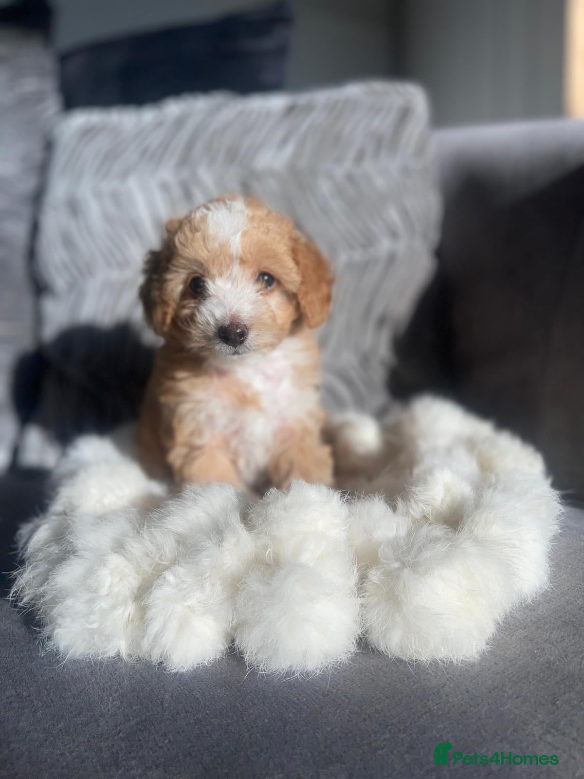 Cockapoo dogs F1b stunning Rare litter of F1b Cockapoo's  - Advert 2