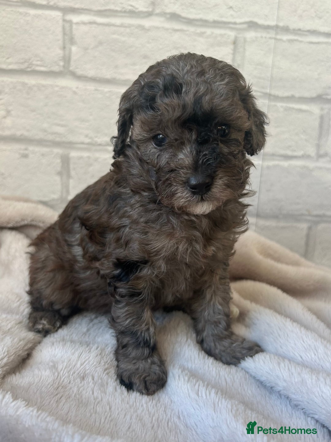 Toy Poodle dogs for sale: Adorable Toy Poodle Puppies READY TO GO! - Advert 37