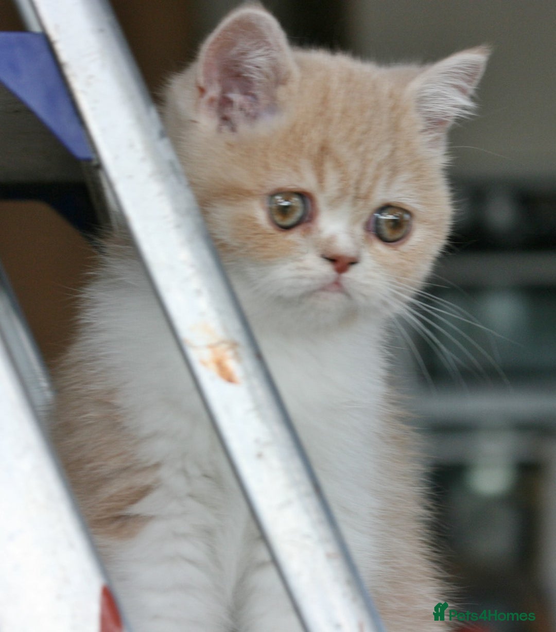 Exotic cats for sale: Exotic pedigree kittens  - Image 1
