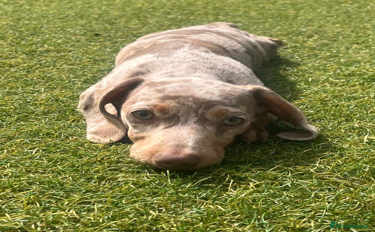 Miniature Dachshund dogs - Advert 14