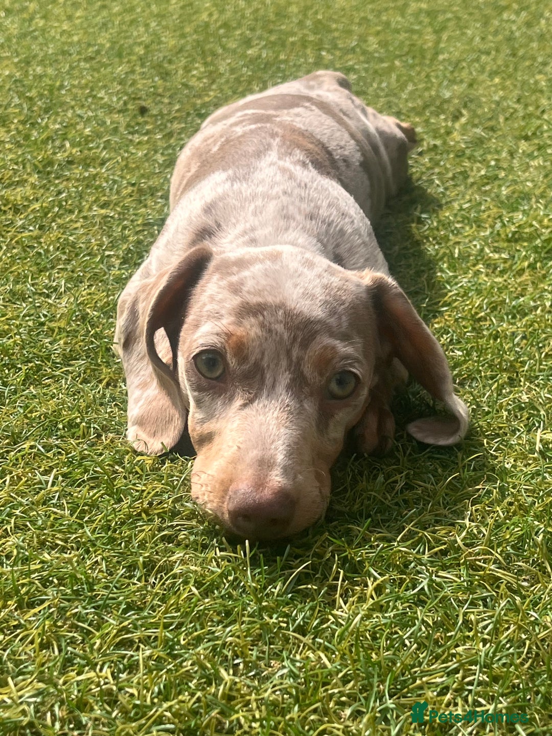 Miniature Dachshund dogs for sale: Miniature Dachshund (Bitch) - Image 1