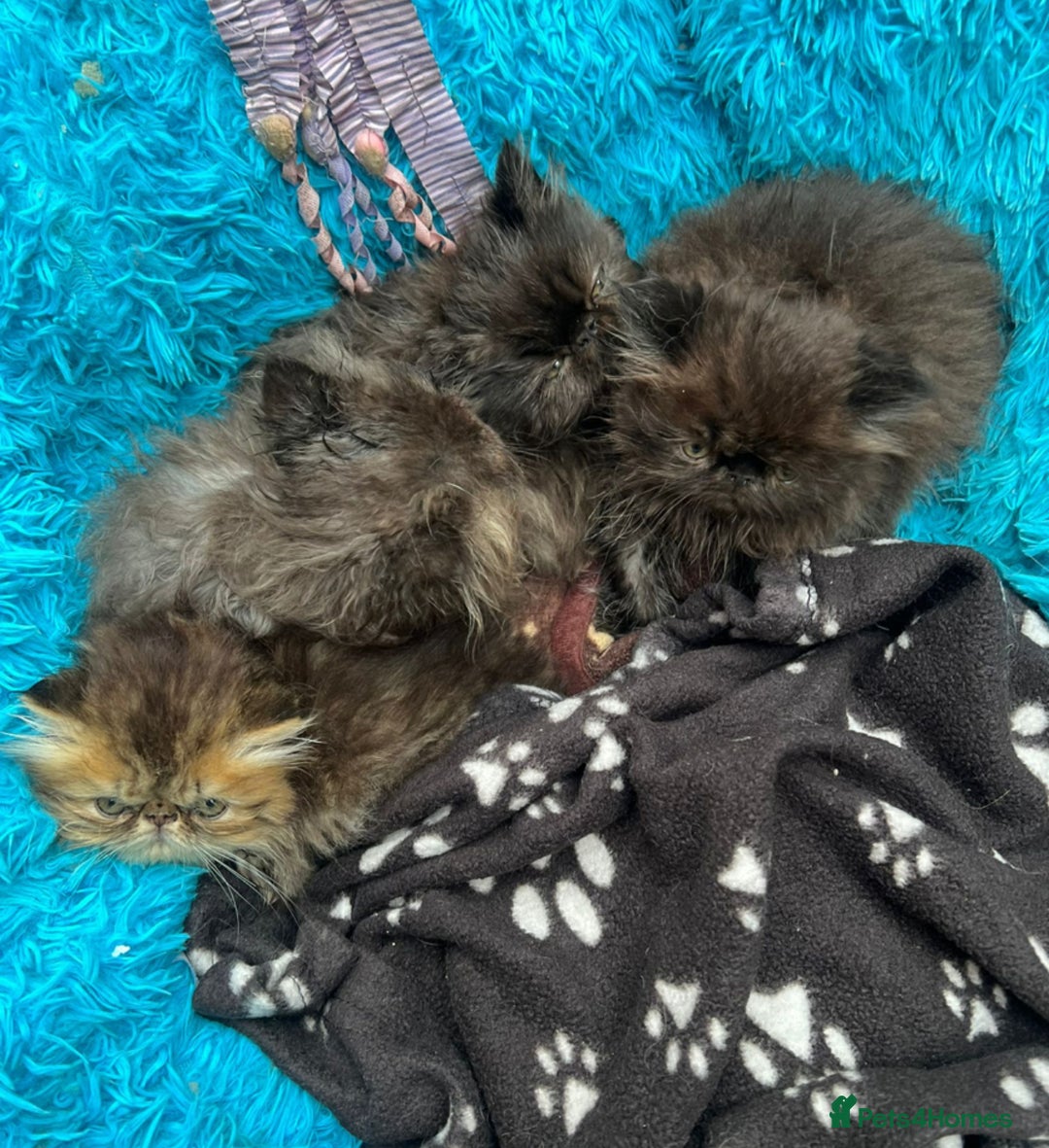 Persian cats for sale: Gorgeous Persians gccf registered pkd neg   - Image 1