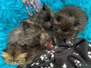 Persian cats - Advert 18