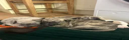 Whippet dogs for sale: Whippet Puppies  in Chipping Norton - Advert 5