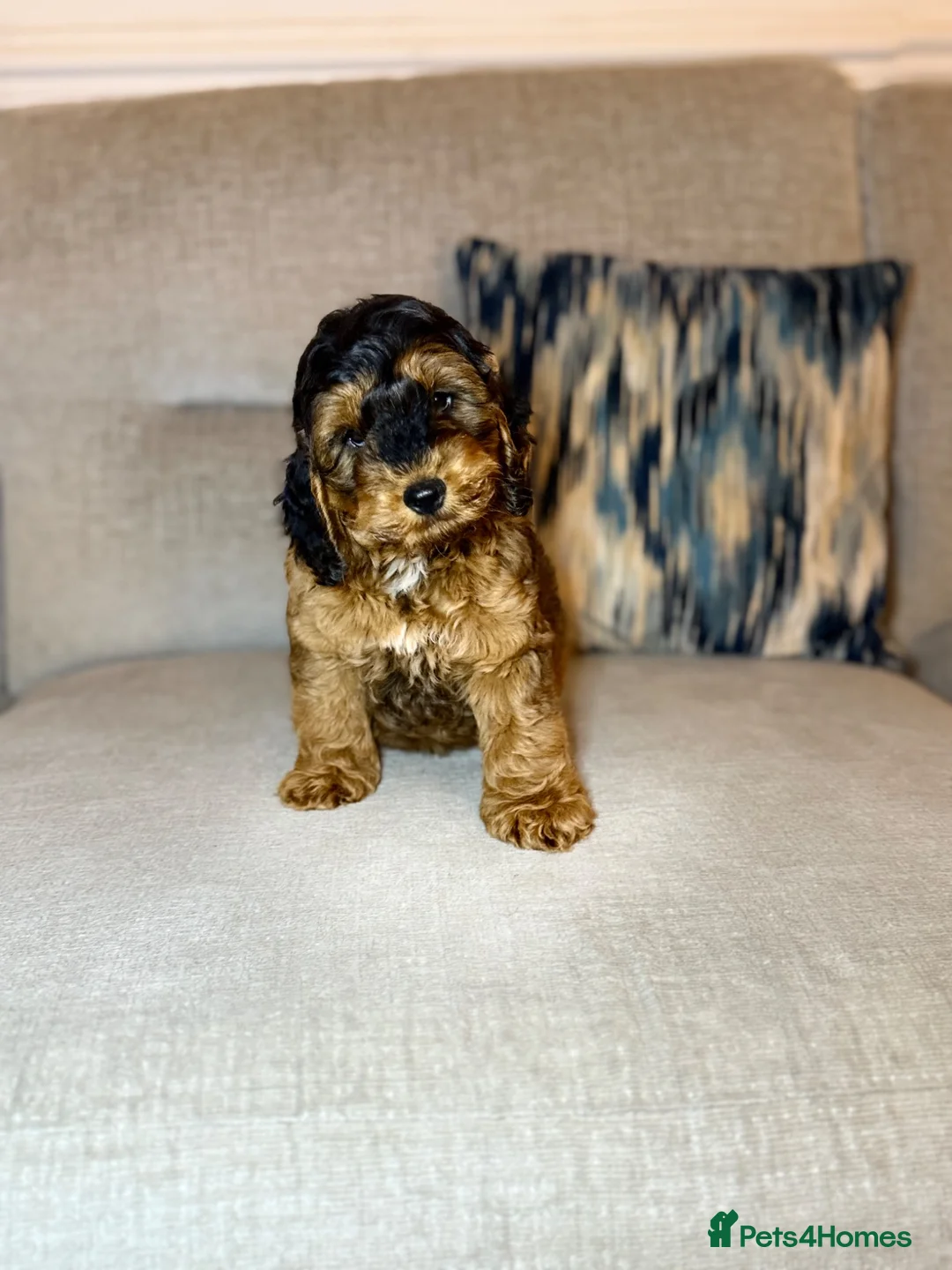 Cockapoo dogs for sale: F1 cockapoo puppies - READY NOW 1 BOY AVAILABLE  - Advert 1