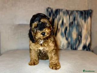 Cockapoo dogs F1 cockapoo puppies - READY NOW 1 BOY AVAILABLE - Advert 2