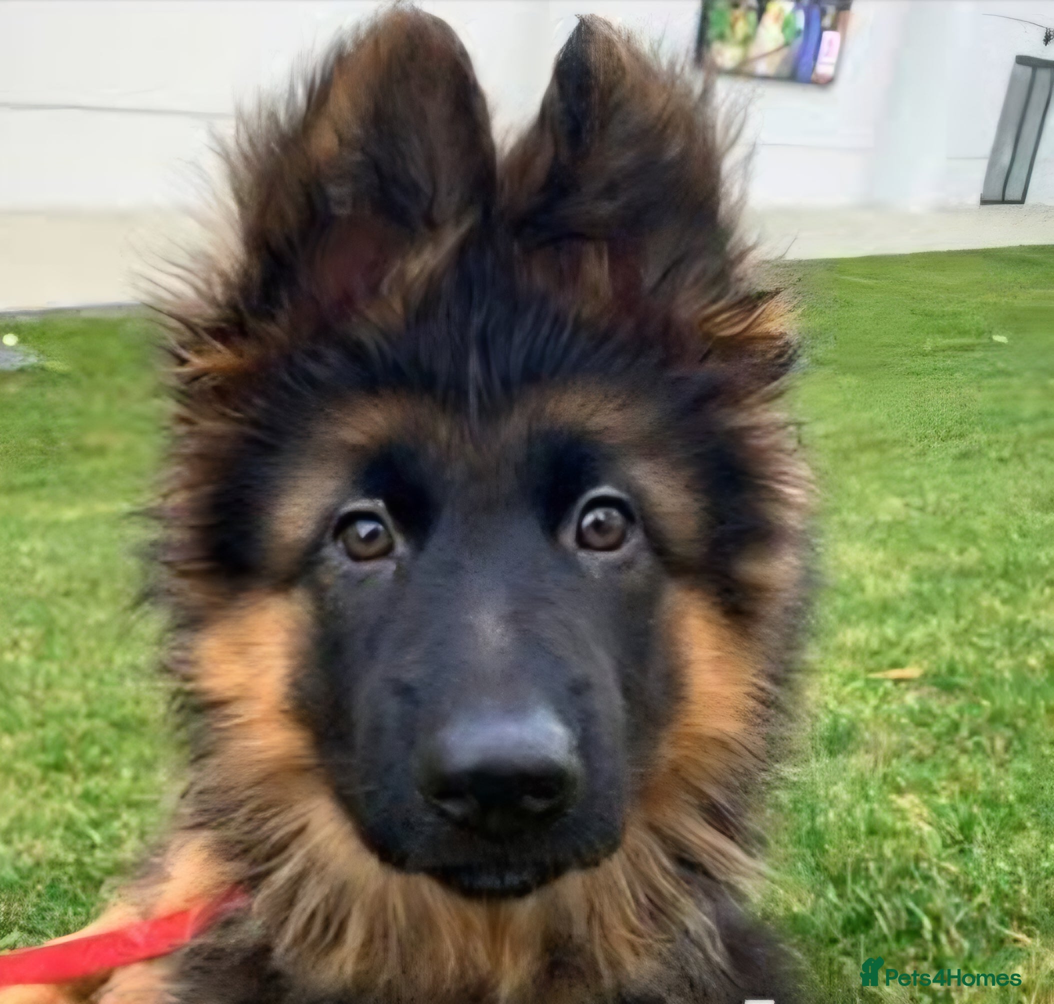 German Shepherd dogs CHAMPION PARENTS LONG HAIR GSD Female for sale - Advert 3