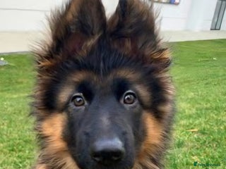 German Shepherd dogs CHAMPION PARENTS LONG HAIR GSD Female for sale - Advert 11