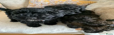 Schnoodle Puppy 4