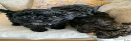 Schnoodle dogs for sale: Black/brown male Schnoodle pups for sale. - Advert 2