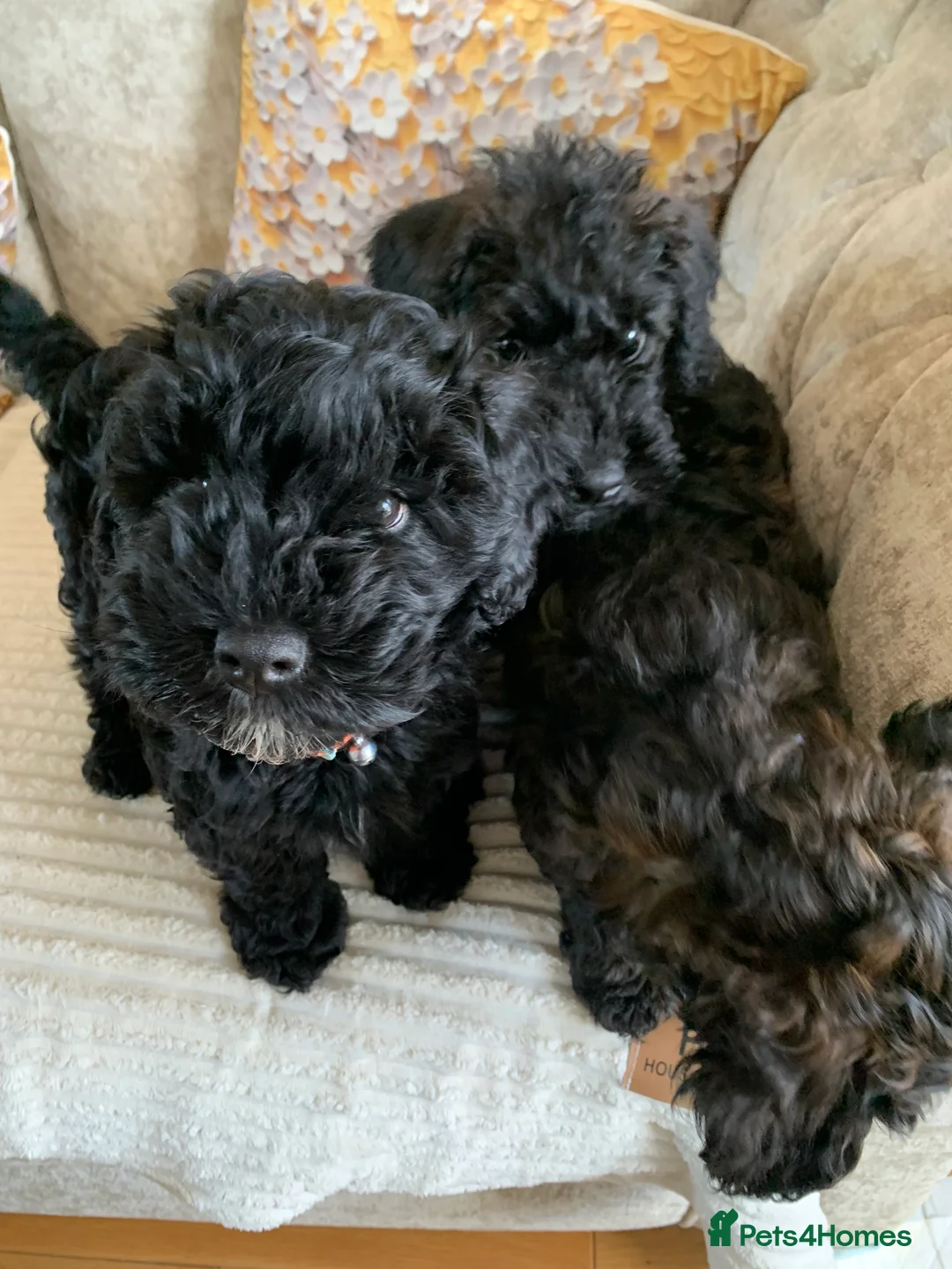 Schnoodle dogs for sale: Black/brown male Schnoodle pups for sale. - Advert 2