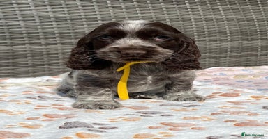 Cocker Spaniel dogs - Advert 10