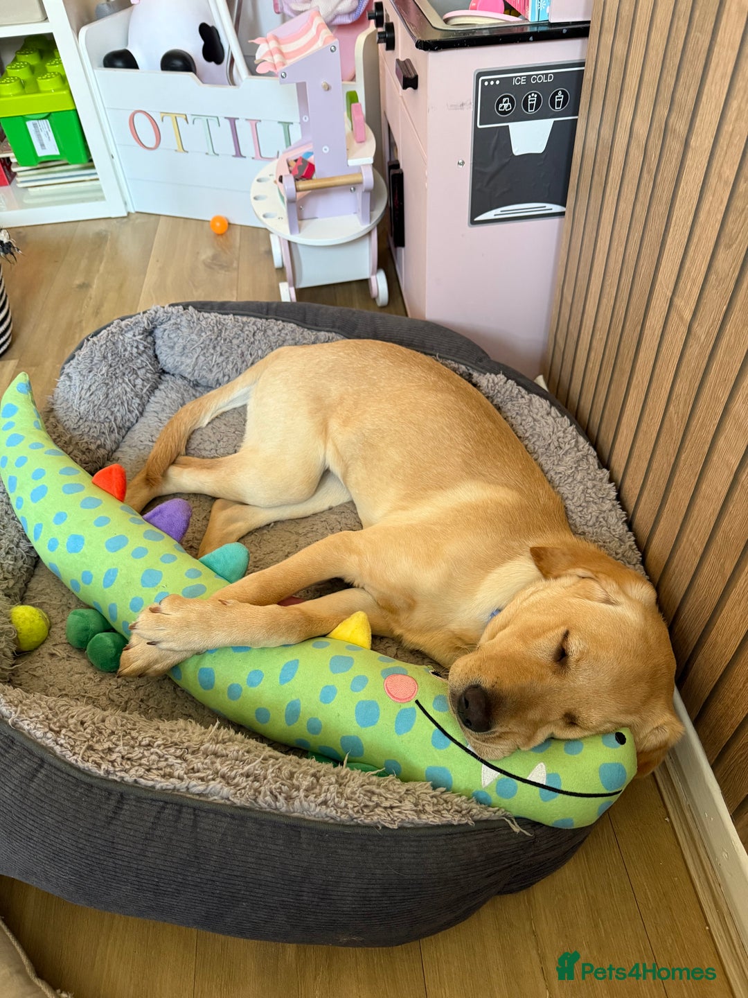 Labrador Retriever dogs for sale: Cream Labrador Retriever Puppy  - Image 5