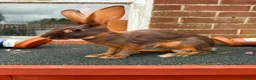 Belgian Hares rabbits for sale: Beautiful pair of chocolate & tan hares ready now - Advert 3