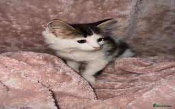 British Longhair cats for sale: ✨ Longhaired Kittens Looking for Loving Homes ✨ - Image 6