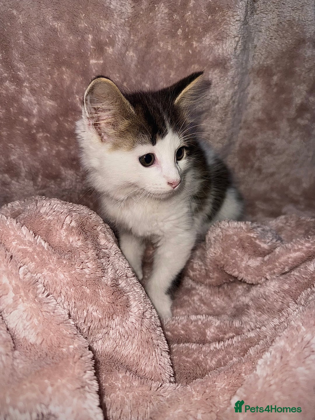 British Longhair cats for sale: ✨ Longhaired Kittens Looking for Loving Homes ✨ - Image 6