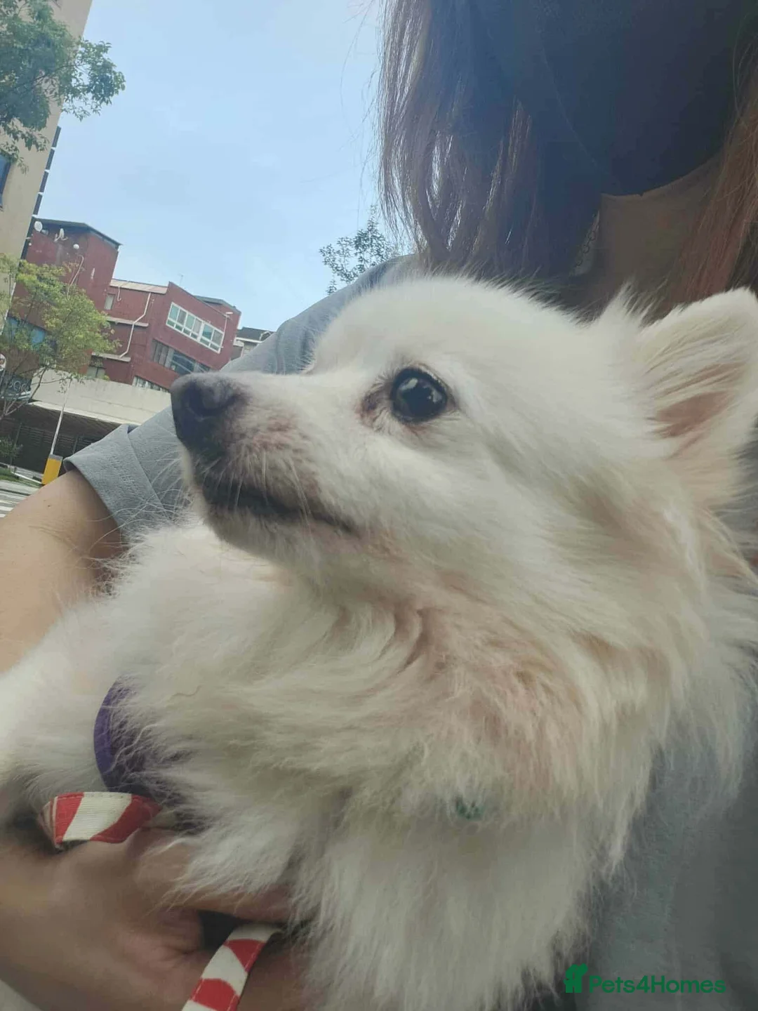 Japanese Spitz dogs for adoption: Snow is 6 year spitz type meat trade survivor  - Advert 2